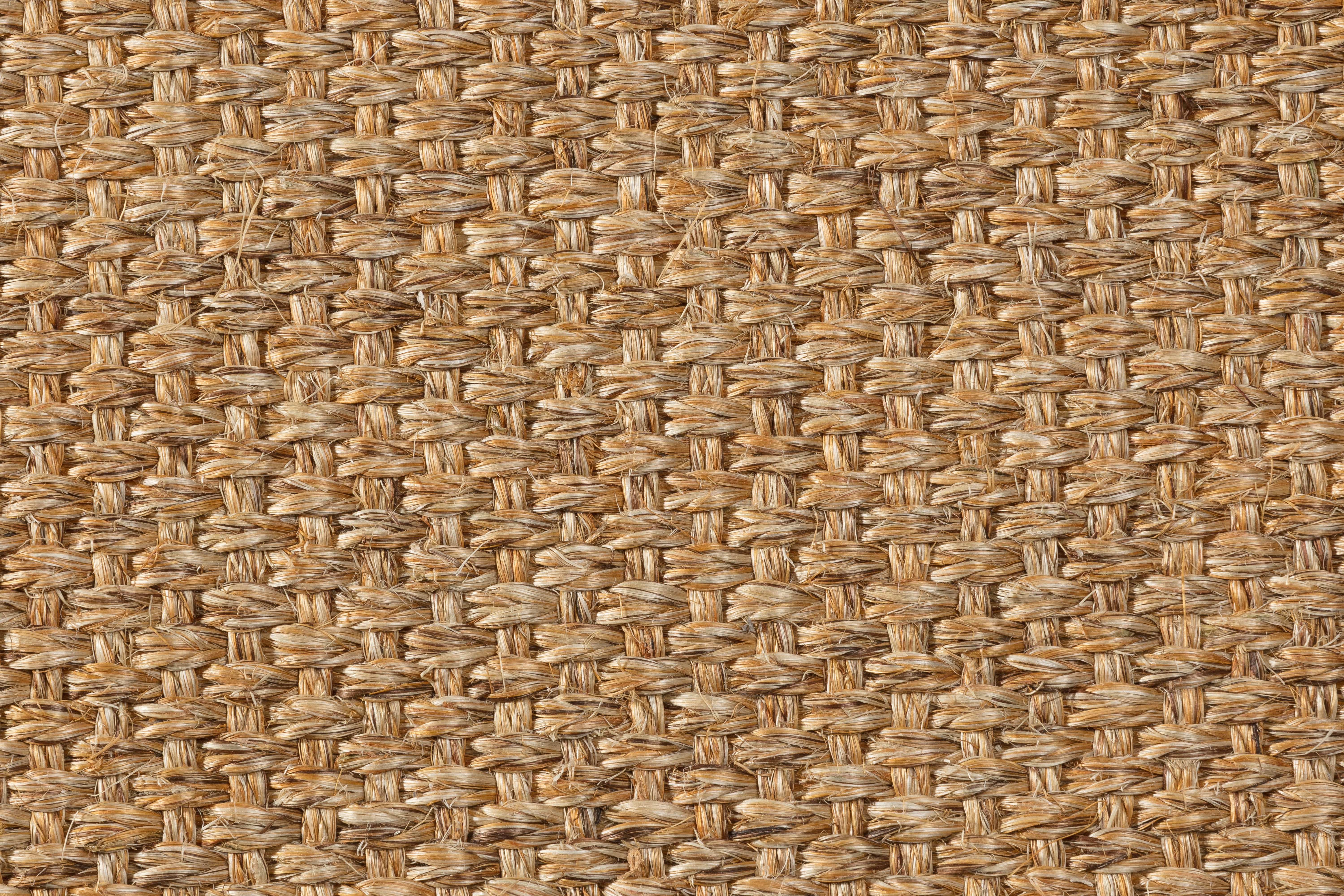 Sisal Teppich Quito 3230/B mit Baumwollbordüre
